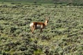 A brown and white antelope standing on top of a lush green field Royalty Free Stock Photo