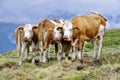 Brown and White Austrian Cattle in the Tyrollean Mountains