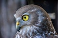 Brown and white Barking Owl (Ninox connivens) with large yellow eyes portrait Royalty Free Stock Photo