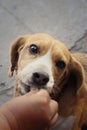 A brown and white beagle dog in the park