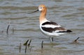 Brown and White bird with curved beak walking in a river with sticks. American Avocet Royalty Free Stock Photo