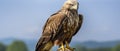 Brown and White Bird Perched on Tree Branch, Nature Wildlife Photography Royalty Free Stock Photo