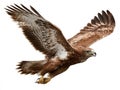 Brown and white bird of prey in flight against plain background, intricate wing patterns, sharp focused eyes, extended talons Royalty Free Stock Photo