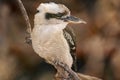 a brown, white and black bird perched on top of a tree branch Royalty Free Stock Photo