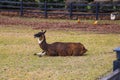 A Brown, White And Black Llama Sitting On Green And Yellow Grass On A Farm Near Some Chickens, Fallen Autumn Leaves