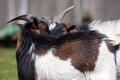 Brown, white and black spotted goat in the yard of a farm Royalty Free Stock Photo