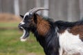 Brown, white and black spotted goat in the yard of a farm Royalty Free Stock Photo