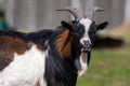 Brown, white and black spotted goat in the yard of a farm Royalty Free Stock Photo