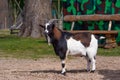 Brown, white and black spotted goat in the yard of a farm Royalty Free Stock Photo
