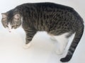 Brown, White, and Black Striped Cat with Green Eyes Standing and Looking Downwards Pensively Hunting