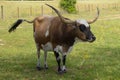 A Brown, White, and Black Texas Longhorn Cow with Twitching Tail in a Green Pasture Royalty Free Stock Photo