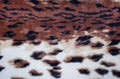 Brown white blanket. A blanket in the jaguar pattern.