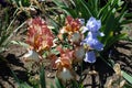 Brown, white and blue flowers of bearded iris Royalty Free Stock Photo