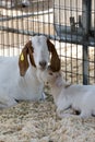 Brown and white Boer goat and her kid