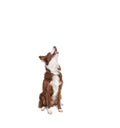 brown and white border collie, sitting looking up with open mouth with happy and hungry expression Royalty Free Stock Photo
