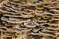 Brown and white bracket fungus