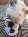 British Bulldog Chewing on a Football