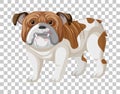 Brown white bulldog in standing position cartoon character isolated on transparent background