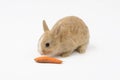 Brown-white bunny with carrot, Royalty Free Stock Photo