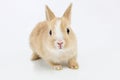 Brown-white bunny, isolated on