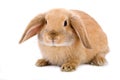 Brown-white bunny, isolated