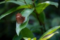 Brown and White Bush Butterfly