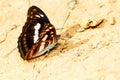 Brown and white butterfly Royalty Free Stock Photo