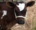 Brown & White Calf Royalty Free Stock Photo