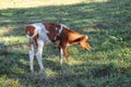 Grazing cows and calves Royalty Free Stock Photo