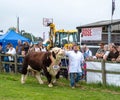 Brown and white calf being shown at the Gillingham and Shaftesbury show, Shaftsbury,United Kingdom