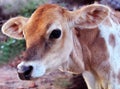 Brown and white calf