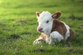 Brown white calf on the floral pasture