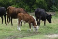 Brown and white calf grazing with herd Royalty Free Stock Photo