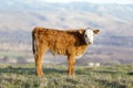 Brown and White Calf Grazing in the meadow Royalty Free Stock Photo