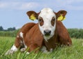 Brown and white calf lying in the pasture, cattle breed known as: blisterhead aka blaarkop, fleckvieh