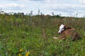 Brown-white calf resting in meadow Royalty Free Stock Photo