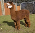 Brown White Calico Alpaca Llama Royalty Free Stock Photo