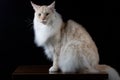 Brown white cat looking front Royalty Free Stock Photo