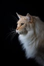 Brown white cat looking a side Royalty Free Stock Photo