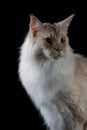 Brown white cat looking a side Royalty Free Stock Photo