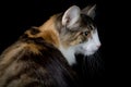 Brown white cat looking a side Royalty Free Stock Photo