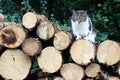 A brown-white cat is sitting on a stack of firewood Royalty Free Stock Photo