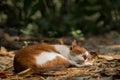 A brown and white cat sleeping on a pile of warm brown leaves