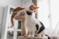 Brown and white cat on the top of a scraper tower, licks the ear of a black and white cat Royalty Free Stock Photo