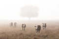 Brown and white cattle in a field in a foggy morning, Queensland, Australia