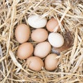 Brown and White Chicken Eggs in Nest. Royalty Free Stock Photo