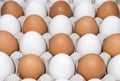 Brown and white chicken eggs in a tray Royalty Free Stock Photo