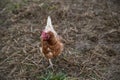 Brown and white chicken in the farm yard Royalty Free Stock Photo