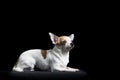 Brown and white chihuahua in black Royalty Free Stock Photo