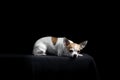 Brown and white chihuahua in black Royalty Free Stock Photo